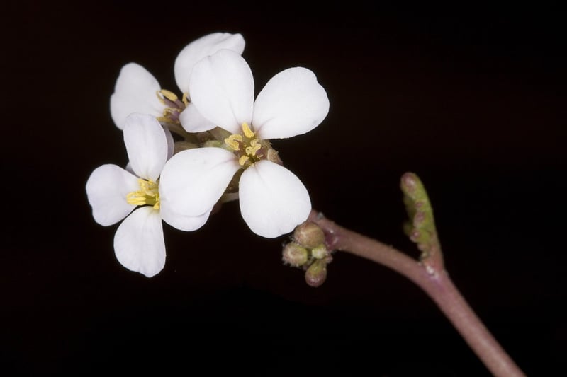 Cardamom
